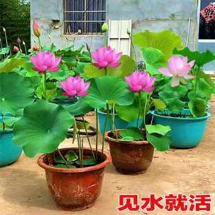 �^�p�ɻ�����ˮ�Bʳ��ɏ��ź�N����ɏ˯ɏ���ܷN����ˮ�����ֲ��