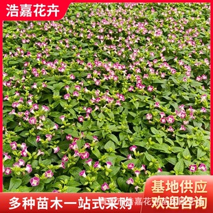 ����Ѩ�������Ի��� �@���^�p�G��ʳ�û��@�ֻ����������� ������