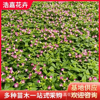 夏堇穴盆苗盆栽花苗 园林观赏绿化食用花园林花坛花海用苗 夏堇苗