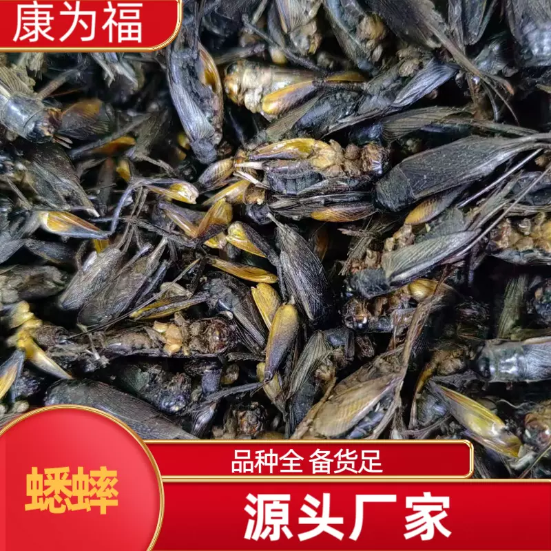 蟋蟀 中药材蟋蟀 蟋蟀干 蛐蛐 干货散装 量大从优 批发零售
