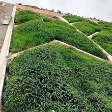 护坡灌木草籽紫穗槐刺槐爬山虎种子边坡绿化耐寒耐旱种籽开花种植