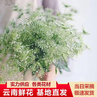 Lace Flowers Yunnan Kunming Flower Wholesale Flower Arrangement Table Flower Arrangement Water Bouquet Matchinging Wedding Flower Shop Flowers