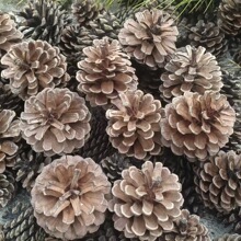 2--6CM��Ȼ�ɹ������}�Q�b[���׃��@�ֹ�DIY���b����Rβ�ɹ�