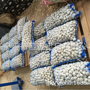 ���ڼ������^�����⣬�״��⣬��whitegarlic,puregarlic�r��