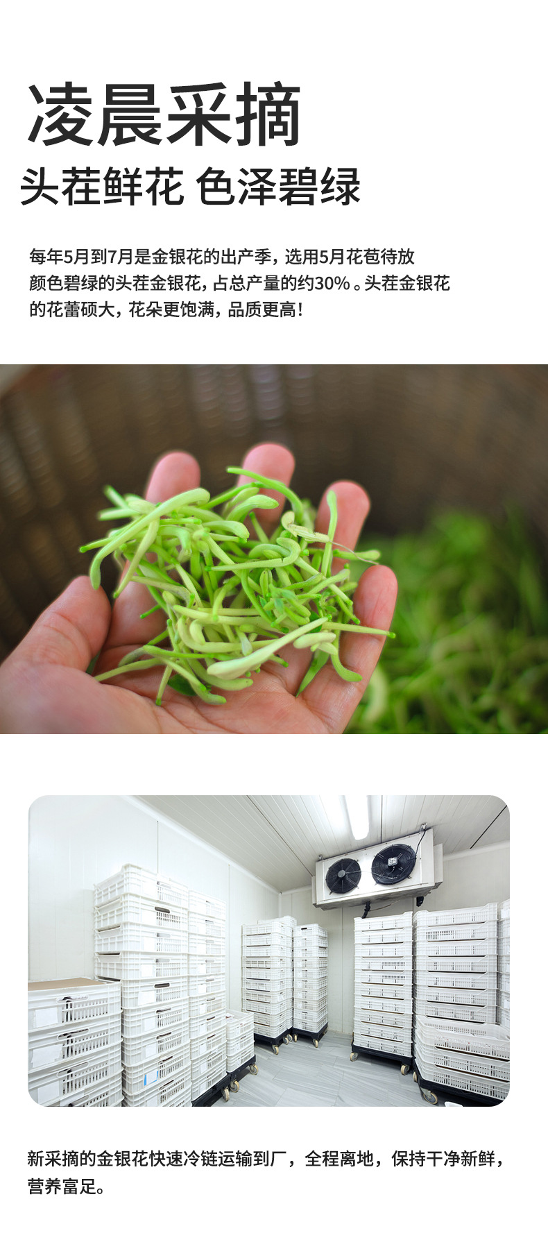 Honeysuckle Flower Tea Jin Yin Hua 80g Can Dried Herbal Tea for Daily Brewing specifications