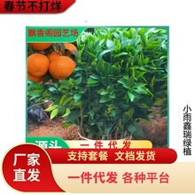 ɰ�ǽ��������ɳ�����Ә����������o���٘��箔��Y�����l