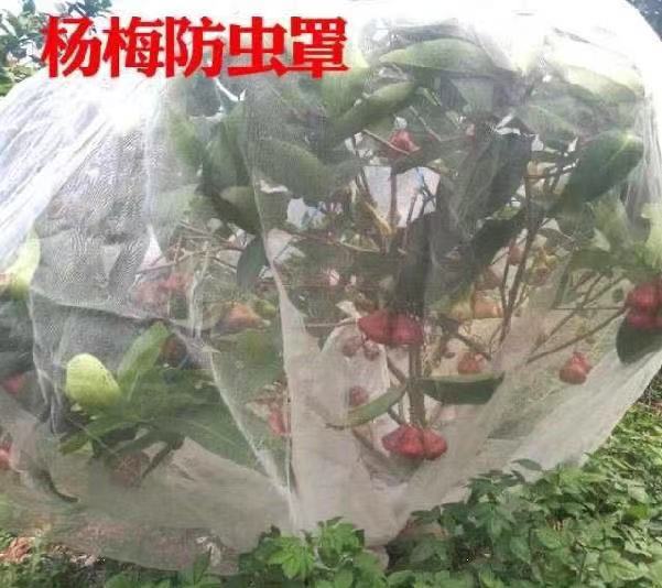 果树防虫网杨梅网罩莲雾桃树果园防鸟养殖场水果40目防护抗晒耐用