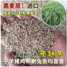 牧草种子四倍体黑麦草种籽冬牧70黑麦草种耐寒鸡鸭鹅猪牛羊鱼草籽