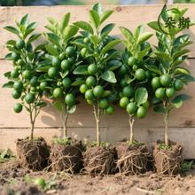 ����С���ۼ޽��ļ��Y���̨ͥԺ���Թ������ϱ����Nֲ���ʘ���