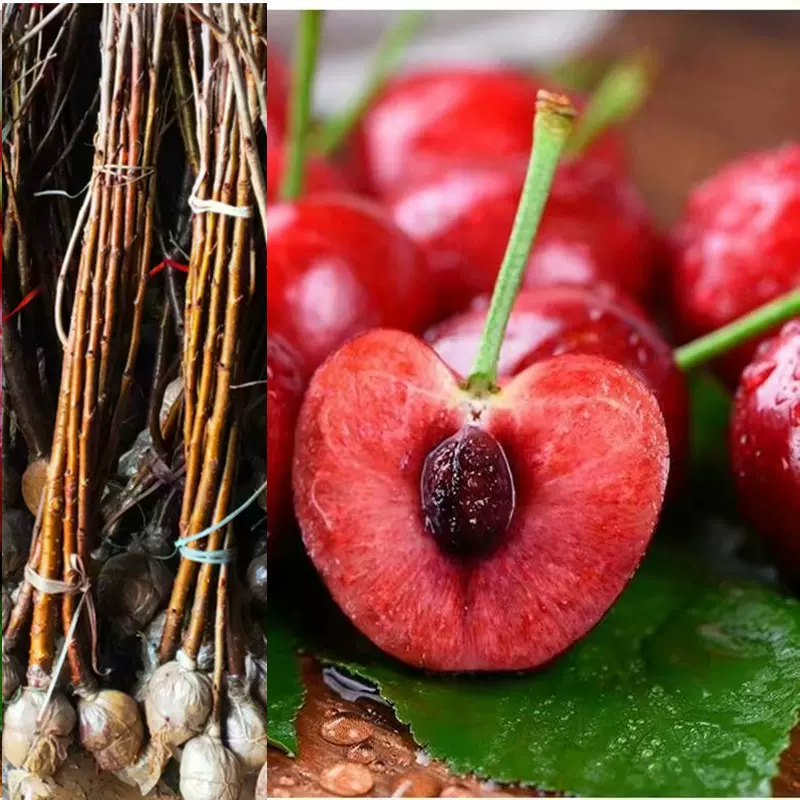 乌皮樱桃苗 乌皮大樱桃苗 嫁接苗南方种植樱桃苗 车厘子苗