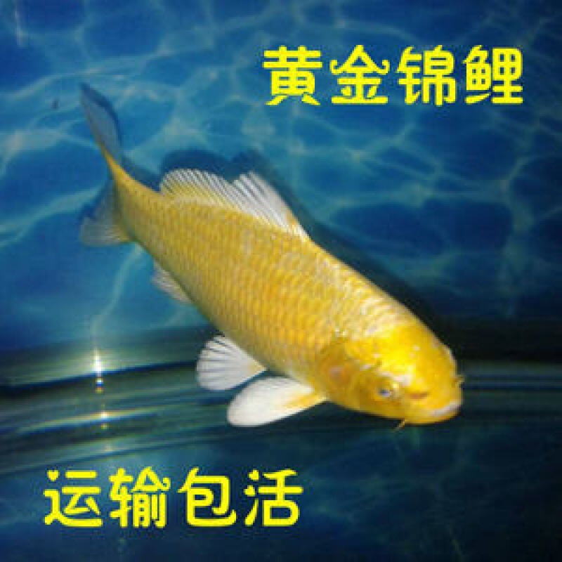 小金魚卸売、活魚、観賞魚、小卸売、鯉、鯉、三色赤白子頭、入門レベルの耐久性のあるヘアエクステンション|undefined