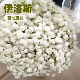 鲜切花