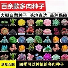 多肉种子四季种稀有种籽阳台盆栽桌面摆放植物花卉厂家可包邮到