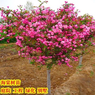 ���Ļ����紹�z�������Ĉ@��ͥԺ�ͺ�ֲ����Թ��̾G���L������ľ