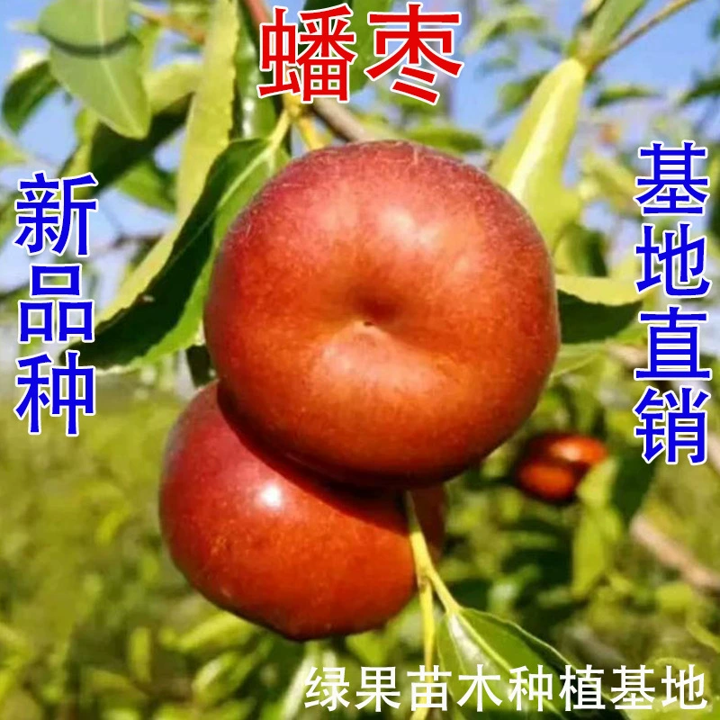 Саженцы шиповника, саженцы шиповника, саженцы шиповника, саженцы плодовых деревьев, посаженные на юге и севере, саженцы шиповника, саженцы шиповника