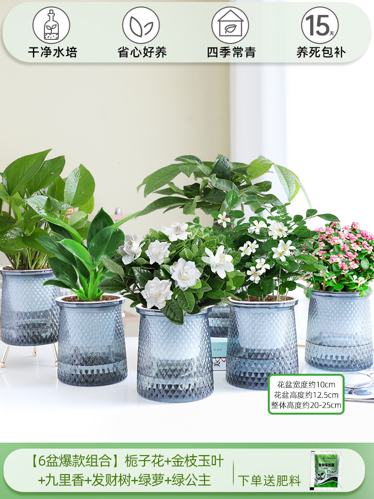 [6 화분 핫 콤비네이션] 치자나무 + 황금가지와 옥잎 + 구리향 + 돈나무 + 청무 + 그린 프린세스