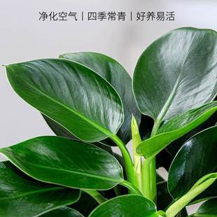 �������ֲ���K��荾G�}�jˮ����~�Gֲ�����k���҃ȑ��˺��B����