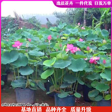 ^pɻ箔_ɏźˮֲͷNźNɏźNˮ