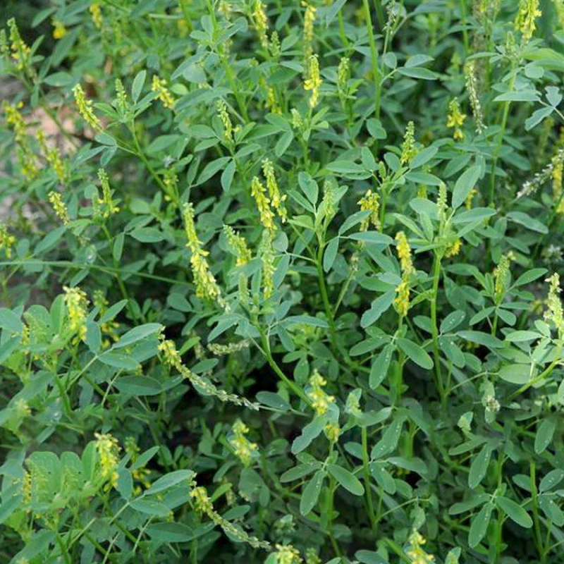 Melilotus лекарственный семена люцерны дикая желтая трава зеленый навоз травы нектар завод термостойкие холодные семена травы выбор мульти-разнообразие