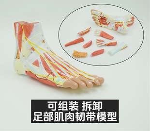 Foot and ankle muscle anatomy model detachable self-priming fixed attached neurovascular ligament human foot split teaching aids