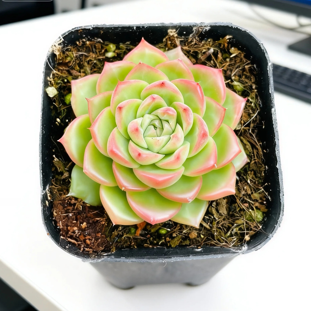 밀짚 4~5cm (플라스틱 화분에 심어 배송)