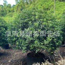 杨梅容器苗 2-3m 耐移栽 景区造景 庭院景观树 福建漳州基地直发