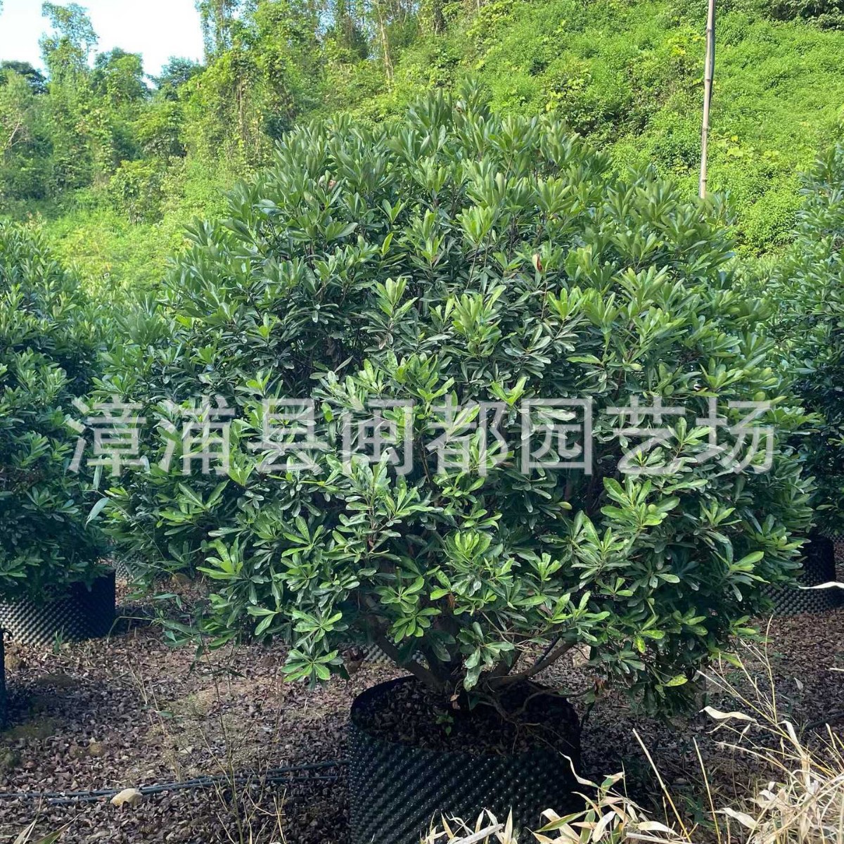 杨梅容器苗 2-3m 耐移栽 景区造景 庭院景观树 福建漳州基地直发