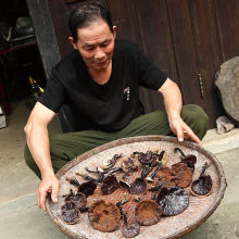野生灵芝天然纯野生广西紫芝泡酒林芝煲汤不苦食药用菌整枝可切片