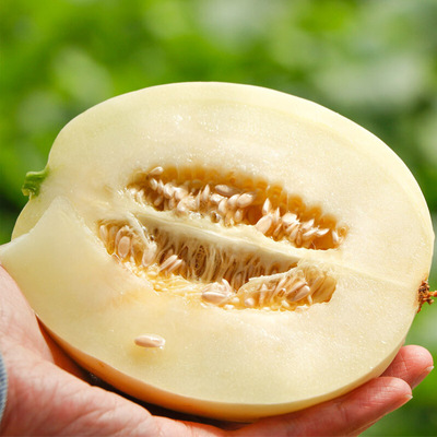 [Yunnan tulips muskmelon fresh muskmelon Yunnan Muskmelon Season fruit Fragrant and sweet On behalf of