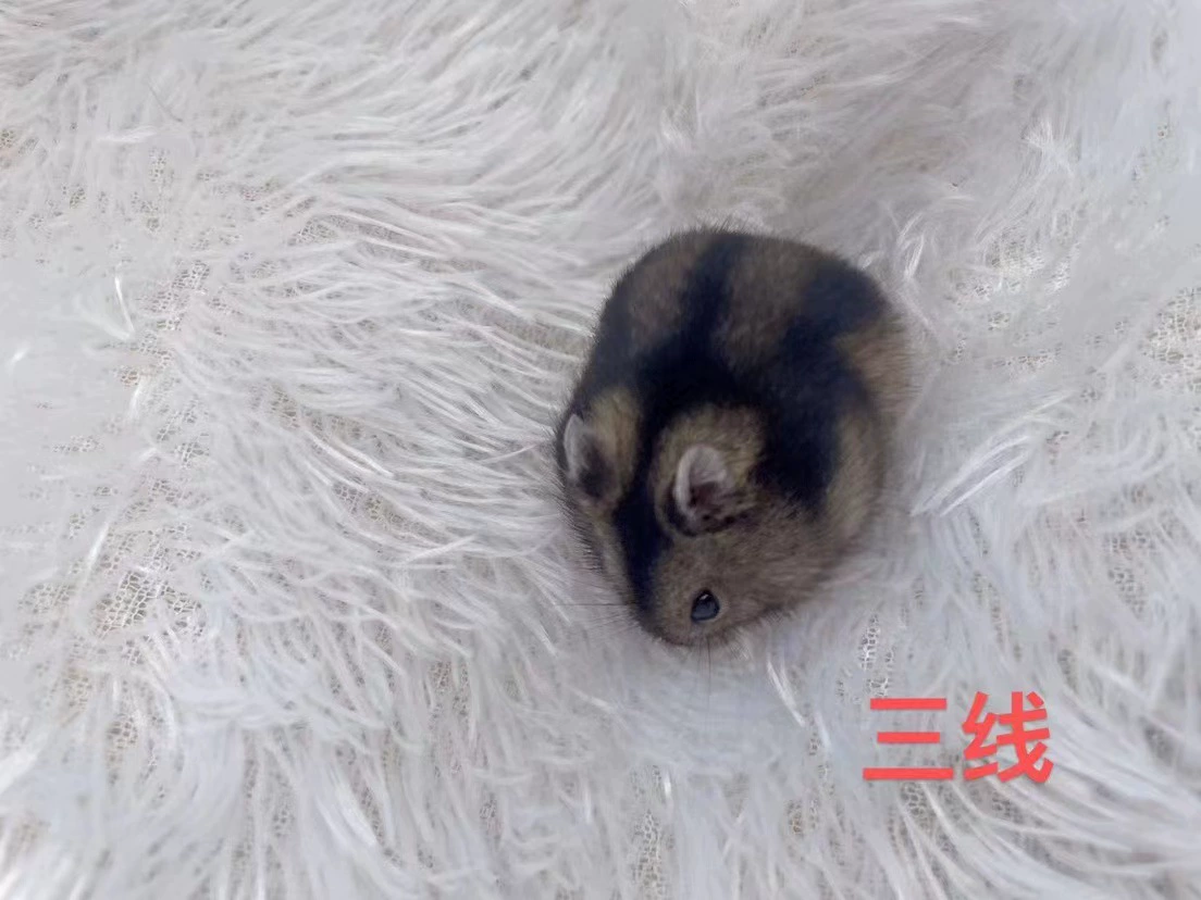 Live dwarf hamster, assorted coat colors and lengths, 0.01 kg, ~5 cm small pet