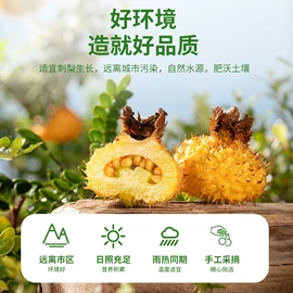 代用/养生茶;果蔬汁;非处方滋补膏