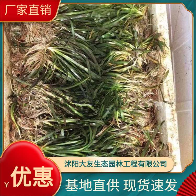 矮化苦草 沉水植物基地 金鱼藻 狐尾藻 黑藻 净化水质 河道绿化