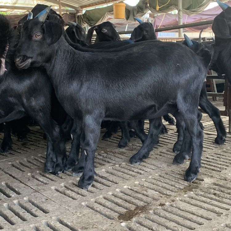 黑山羊养殖黑山羊活苗努比亚黑山羊种公羊多少钱一只