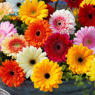Gerbera Flower Seeds Are Easy to Grow in All Seasons and Bloom Continuously. Garden Potted Florals Are Cold-Resistant Landscape Garden Seeds