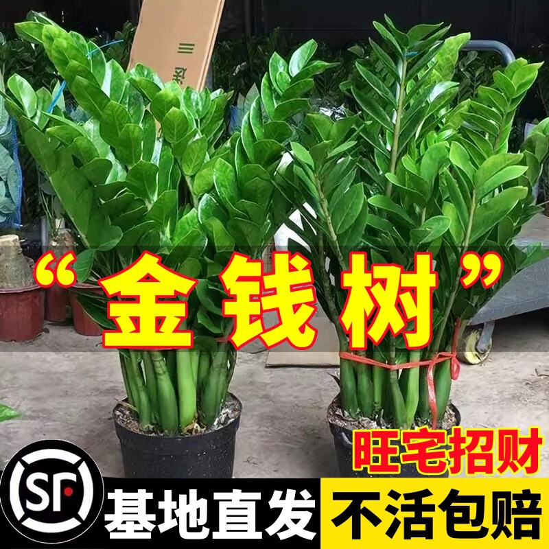 Money Tree Potted Plant Indoor Flower Living Room Large Money String Small Potted Plant Evergreen Easy to Grow Green Plant All Year Round