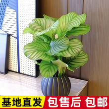 �����B�o�Ԅ���ˮ��ֲ���k���҃�����Gֲ�����ļ�����