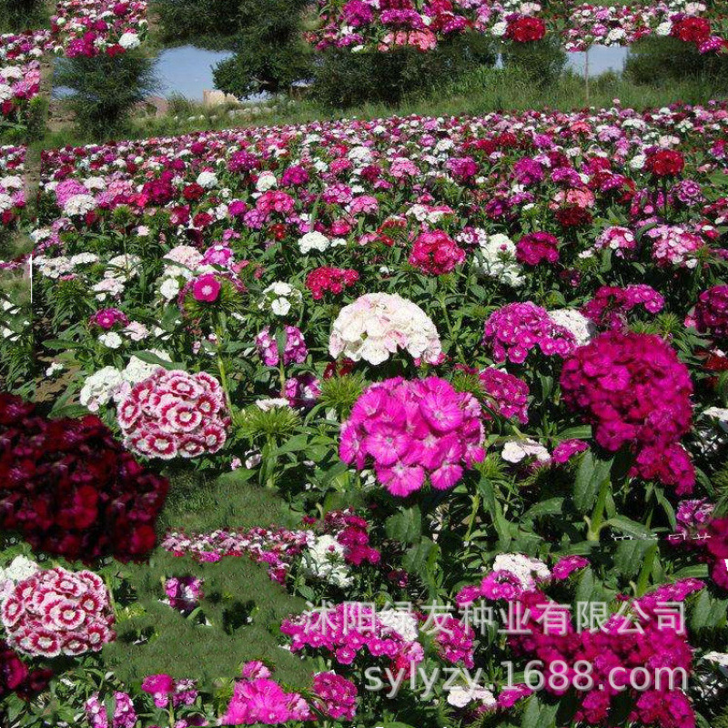 Semillas de flores, semillas de flores.