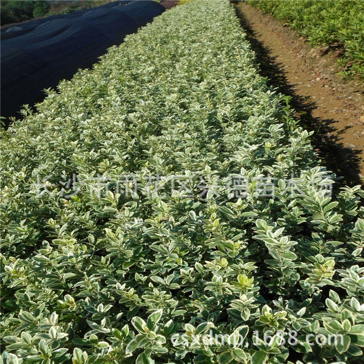 Оптовые саженцы самшита с золотым краем, саженцы самшита с золотым краем, цены на шары из самшита с серебряным краем Хунань, саженцы с цветными блоками