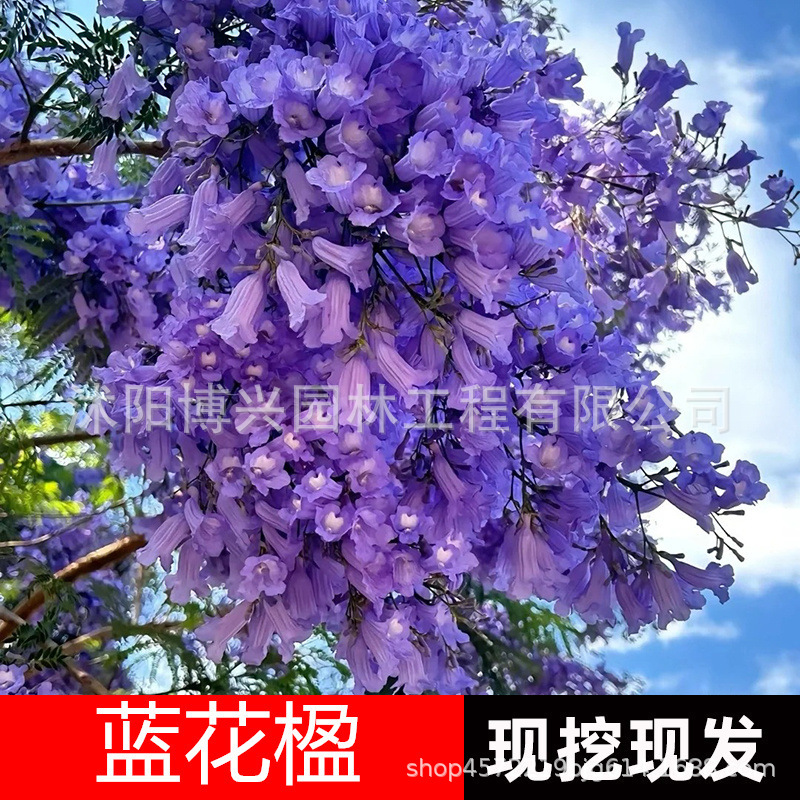 耐寒蓝花楹树苗珍贵树苗珍稀名贵凤凰木红花楹树庭院绿化蓝花楹苗