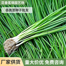多种种葱种子批发四季小葱香葱大葱种籽农田菜园阳台盆栽种子现货
