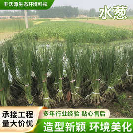 水葱苗葱蒲莞草观赏草水葱净化水质挺水植物湿地公园浮岛水生植物
