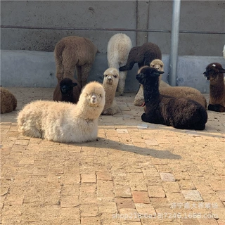 在哪里可以买到宠物羊驼 山东羊驼养殖场 萌宠展租赁一只羊驼价格