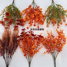 �������Gֲ������ɫ�ȼ��������Ҿ��b�����޹�²��쾰����ֲ��