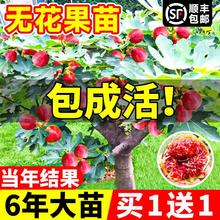 oشԲtļͥԺ̨ϱNֲY