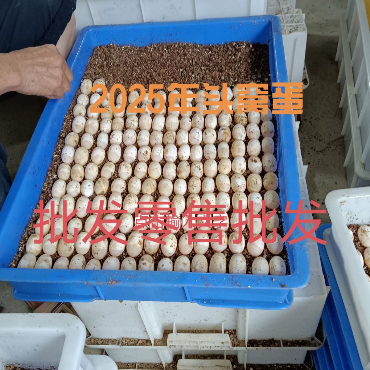 Початые яйца черепах могут вылупляться из яиц травяных черепах, яиц аллигаторовых черепах, яиц черепах, яиц бразильских черепах, яиц пламенных черепах, маленьких каменных черепах.