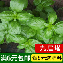 罗勒种子芳香植物种子九层塔籽蔬菜香草香料四季盆栽种子大叶罗