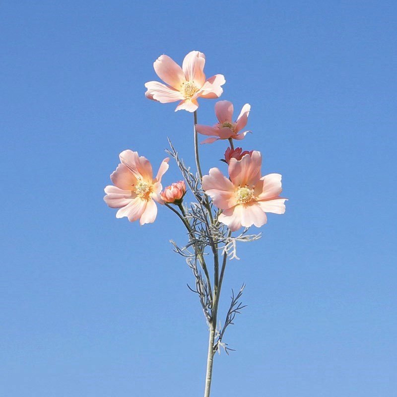 중간 산호 5673 #