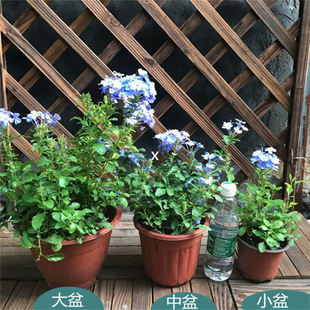 �{ѩ�������ٱ��m�������̨ͥԺ���ٻ�����绨�ܰ��]�Gֲ����