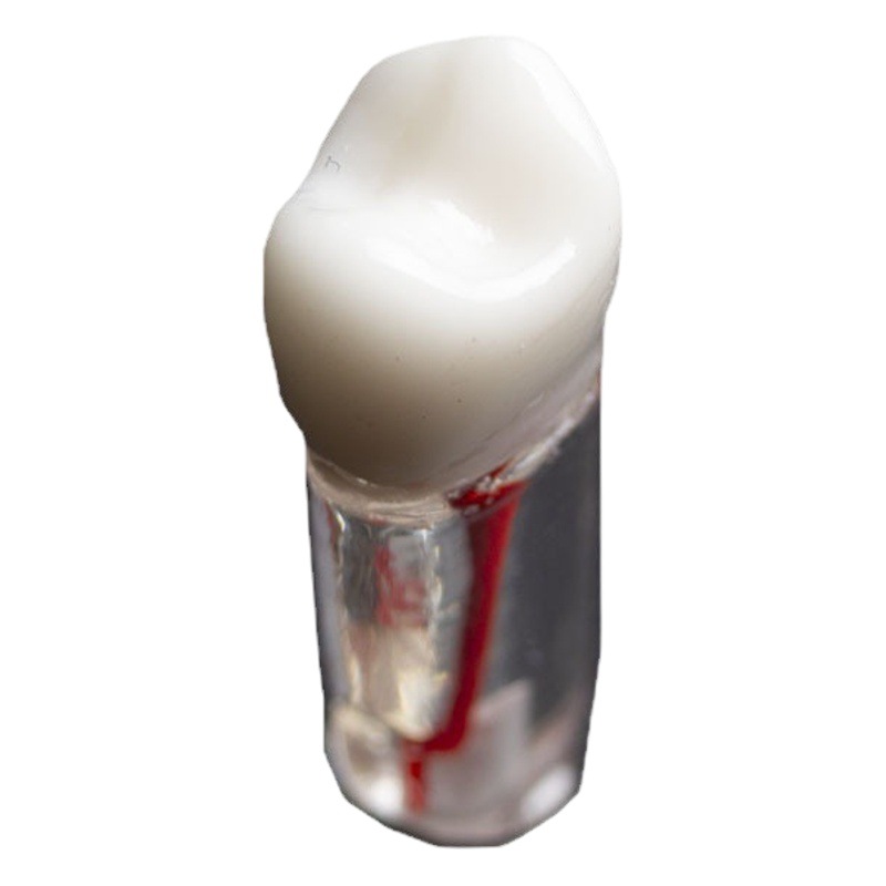 Práctica de prueba Root Canal aislado diente con raíz resina diente modelo pulpa apertura diente grano diente agujero preparación diente grano