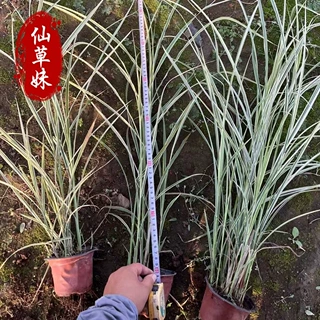 花叶芒 山东水生植物 细叶芒 斑叶芒 美人蕉水体绿化湿地绿化工程
